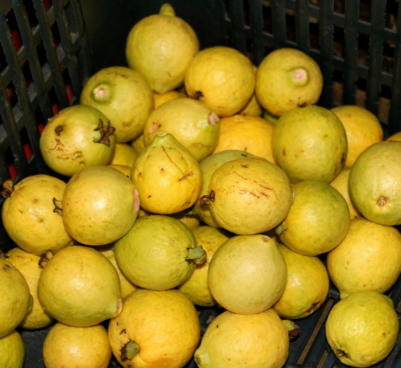 Guavas: loved by the birds and loved by us.