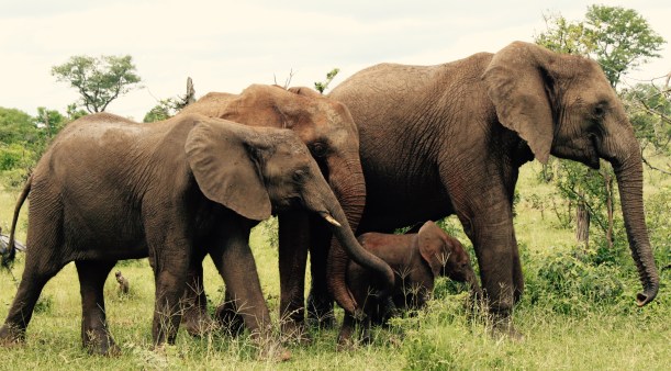 An elephant family.
