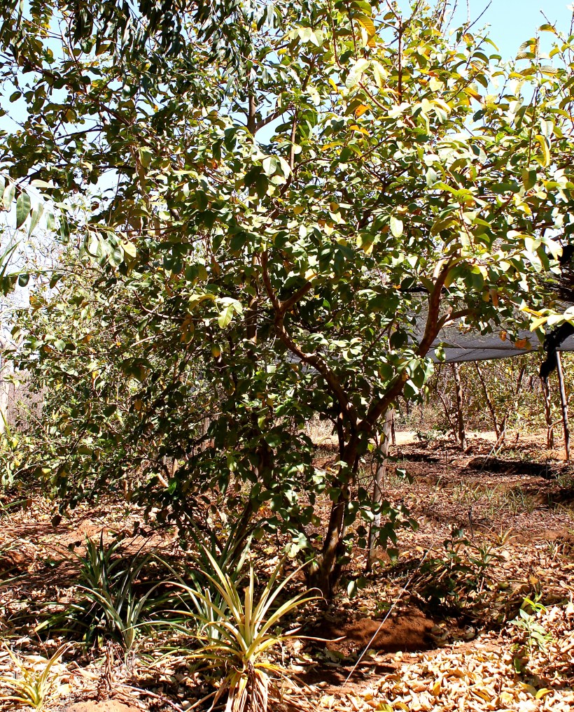 Guava trees line one part of our pineapple plantation.