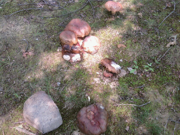 What are these?