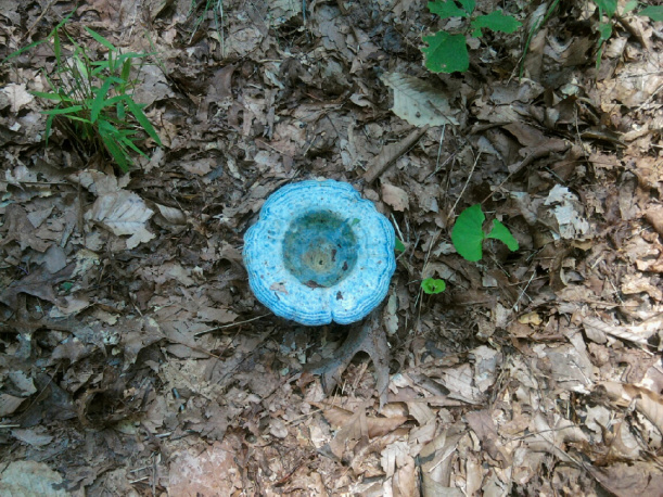 Lactarius Indigo
