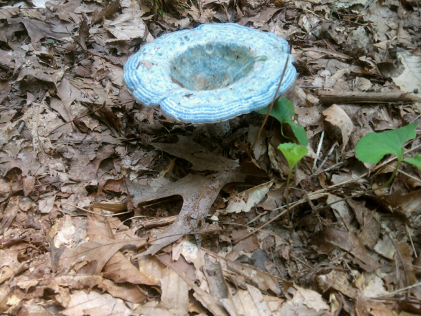 Blue Milk Mushroom
