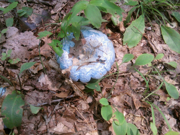 A smaller Lactarius Indigo