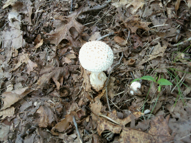 Baby Puffball