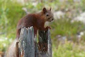 Bildergebnis für Eichhörnchen