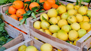 Bildergebnis für deutschen Zitrusfrüchten nachgewiesen