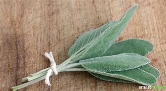 Bildergebnis für salbei?. kostenlose bilder