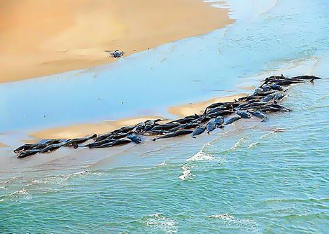 DIE WAHRHEIT, WARUM WALE MASSE STRANDEN