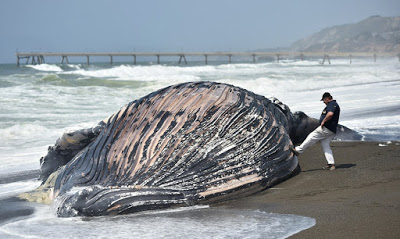 toter Wal an Land in Kalifornien