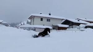 Купание коней в снегу - из австрийских Альп - YouTube